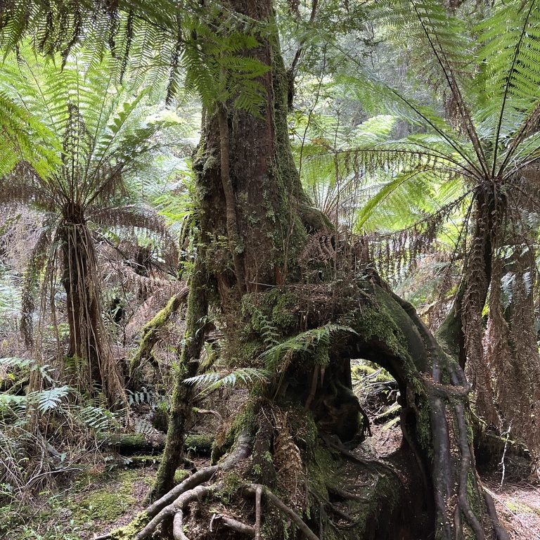 Rainforest at Maits Rest