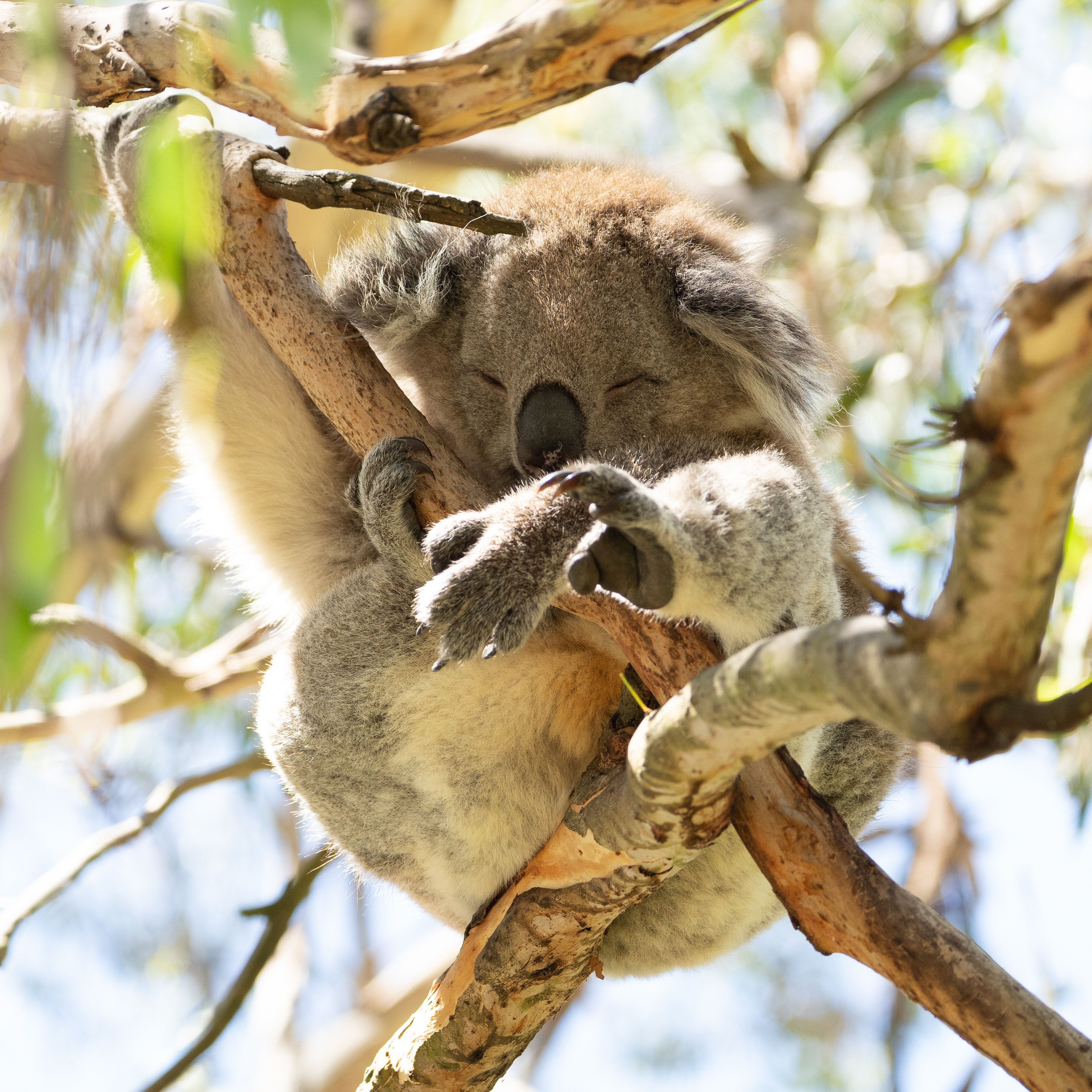 Koala Sanctuary